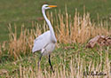 Ardea alba